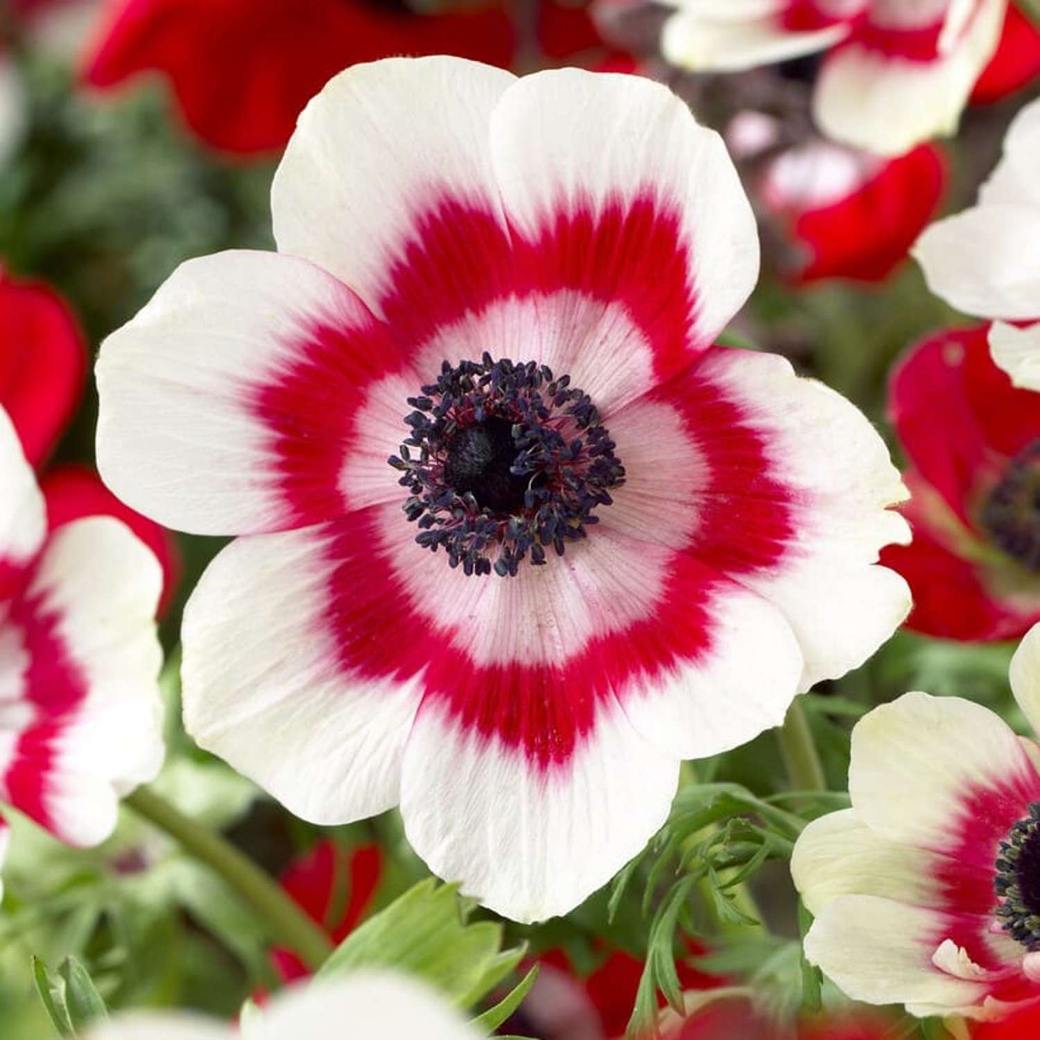 Anémone 'Bicolour Red-white'